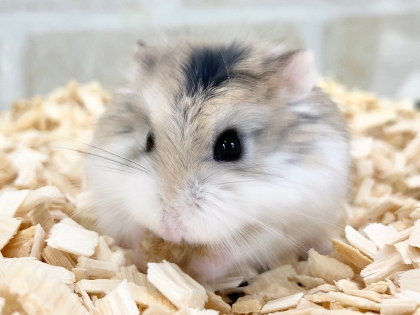 ロボロフスキーハムスター
