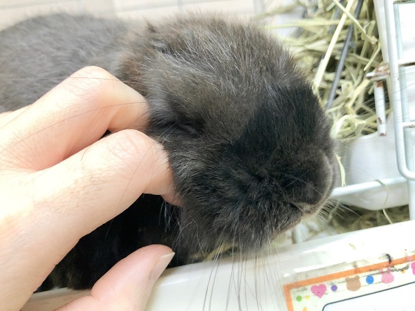 ちょっとだけ最新画像!ホーランドロップ(ブラック) ごはんもりもり食べるよ! ホーランドロップ