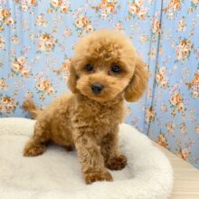 激カワすぎて…　トイプードルの男のコ　2025.9/27撮影