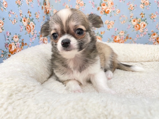 最新画像更新!!ちょっぴりシャイボーイ☆ ロングコートチワワの男のコ 2026/1/9 撮影 チワワ