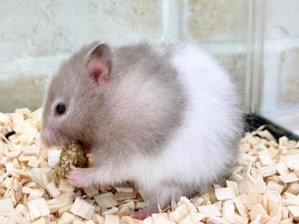 ゴールデンハムスター