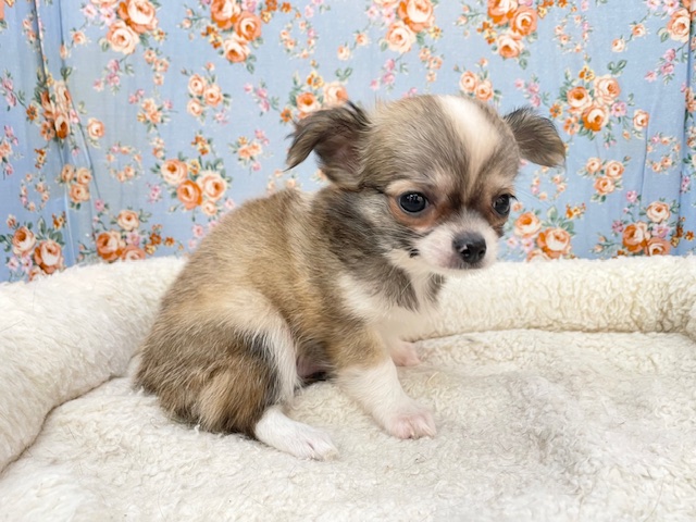 最新画像更新!!ちょっぴりシャイボーイ☆ ロングコートチワワの男のコ 2026/1/9 撮影 チワワ