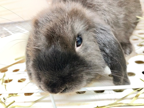 ちょっとだけ最新画像!ホーランドロップ(ブラック) ごはんもりもり食べるよ! ホーランドロップ