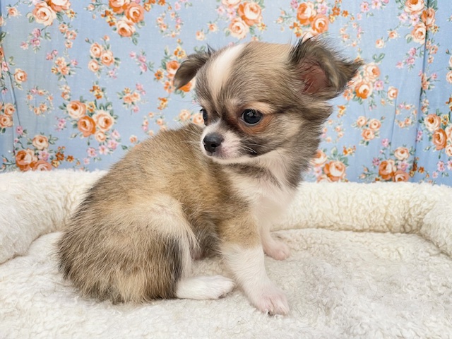 最新画像更新!!ちょっぴりシャイボーイ☆ ロングコートチワワの男のコ 2026/1/9 撮影 チワワ