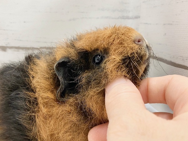 テディモルモット