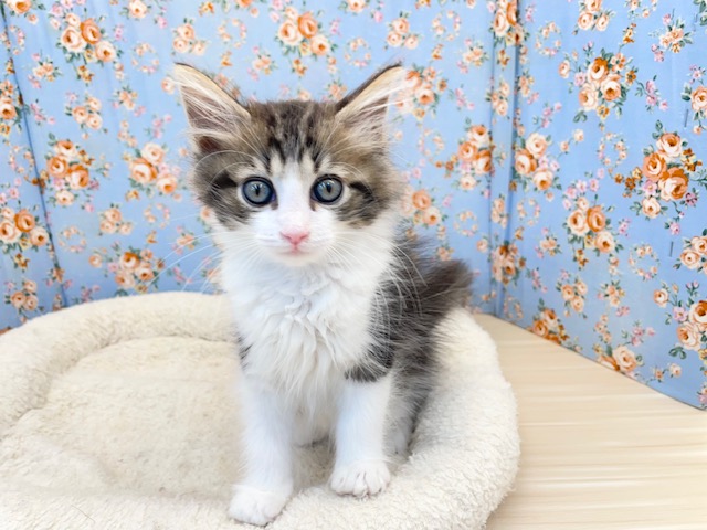 ノルウェージャンフォレストキャット