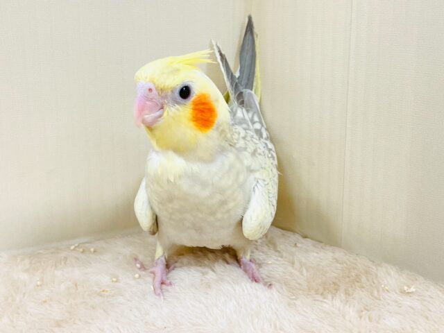 オカメインコ