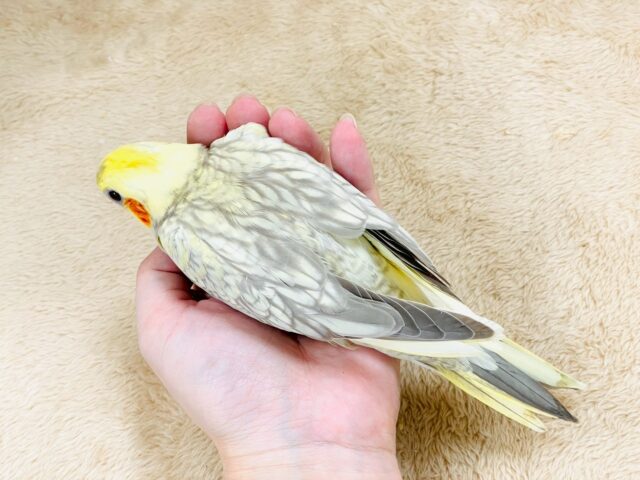 オカメインコ