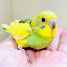 元気ににぱっと❣️セキセイインコ(パイド)ヒナ