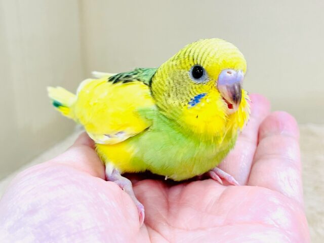 元気ににぱっと❣️セキセイインコ(パイド)ヒナ