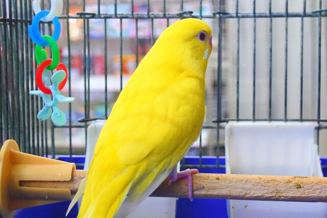 セキセイインコ