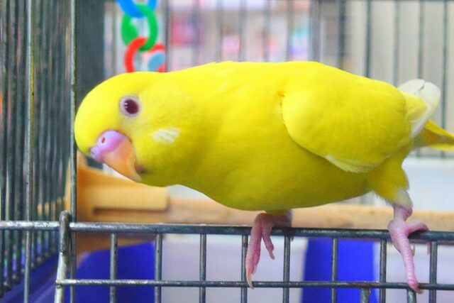 最新画像になりますっ☆　ぴょんと出て、ふわっとなってー、ぽーっとする🐣🌟　セキセイインコ（ルチノー）