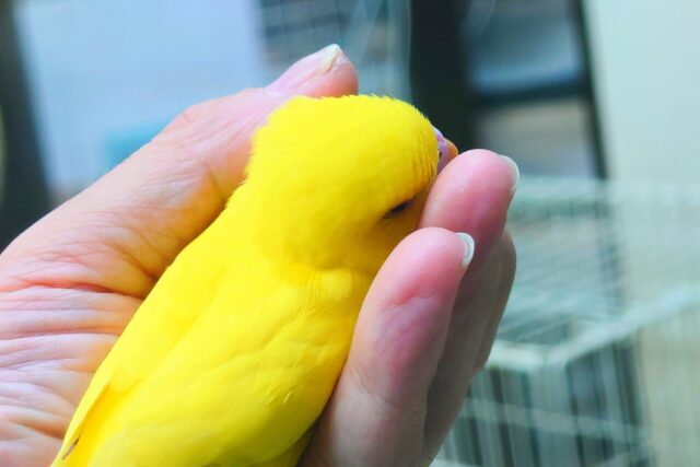 セキセイインコ
