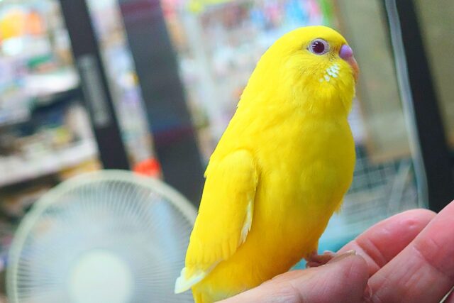セキセイインコ