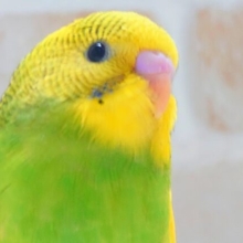 最新画像になります☆テンション上がり、足ポッポあたたかさん～　セキセイインコ　パイド～～