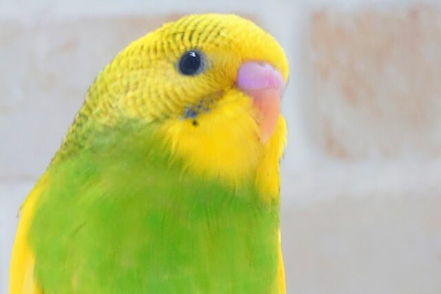 最新画像になります☆テンション上がり、足ポッポあたたかさん～　セキセイインコ　パイド～～