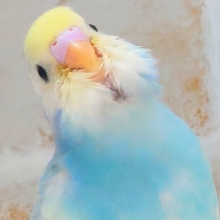最新画像になります☆シュワシュワレインボー🌈🫧🫧 セキセイインコ（パステルレインボーパイド）