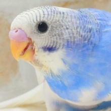最新画像になります☆キレイなドヤ顔〜🪽🩵 セキセイインコ（ブルーパイド）