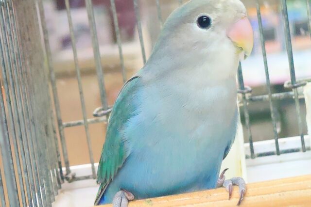 最新画像になります☆特別感、いっぱい☆彡 コザクラインコ(ブルー コザクラインコ(小桜インコ)
