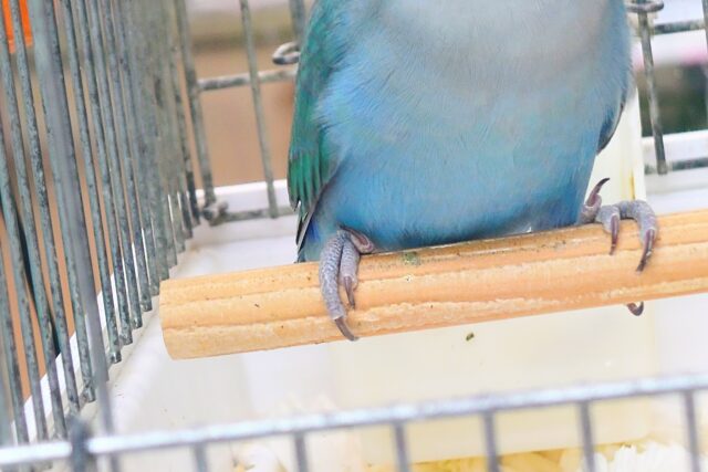 最新画像になります☆特別感、いっぱい☆彡 コザクラインコ(ブルー コザクラインコ(小桜インコ)