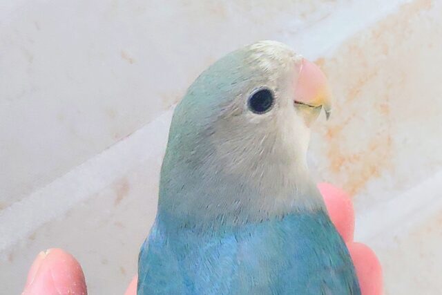 最新画像になります☆特別感、いっぱい☆彡 コザクラインコ(ブルー コザクラインコ(小桜インコ)
