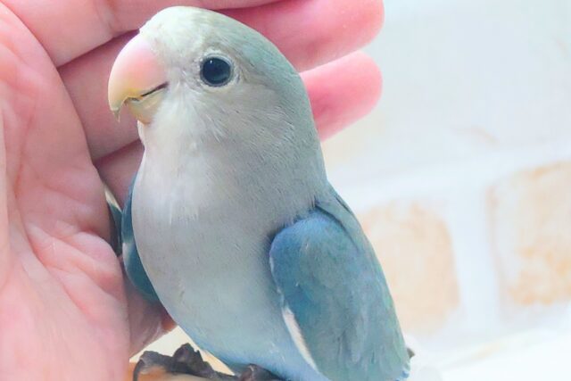 最新画像になります☆特別感、いっぱい☆彡 コザクラインコ(ブルー コザクラインコ(小桜インコ)