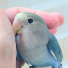 最新画像になります☆特別感、いっぱい☆彡　コザクラインコ（ブルー