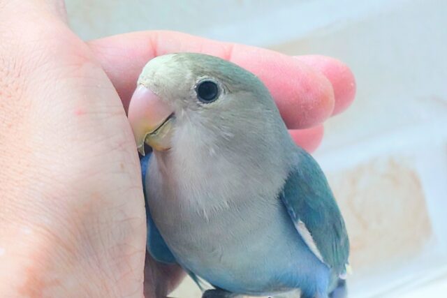 最新画像になります☆特別感、いっぱい☆彡 コザクラインコ(ブルー コザクラインコ(小桜インコ)