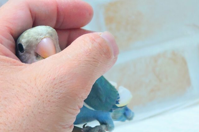 最新画像になります☆特別感、いっぱい☆彡 コザクラインコ(ブルー コザクラインコ(小桜インコ)