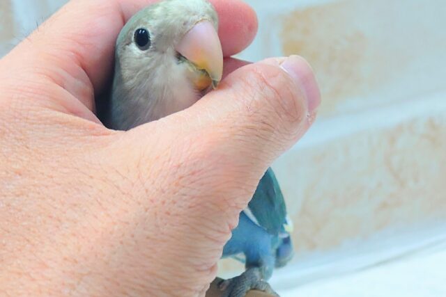 最新画像になります☆特別感、いっぱい☆彡 コザクラインコ(ブルー コザクラインコ(小桜インコ)