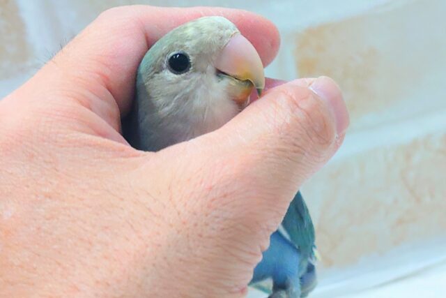 最新画像になります☆特別感、いっぱい☆彡 コザクラインコ(ブルー コザクラインコ(小桜インコ)