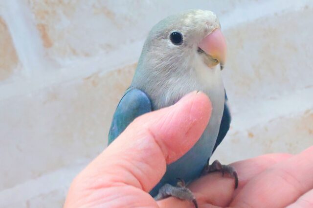 最新画像になります☆特別感、いっぱい☆彡 コザクラインコ(ブルー コザクラインコ(小桜インコ)
