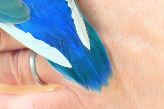 最新画像になります☆特別感、いっぱい☆彡 コザクラインコ(ブルー コザクラインコ(小桜インコ)