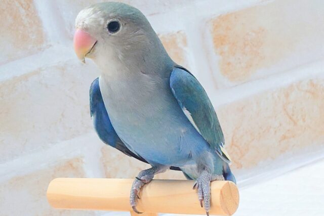 最新画像になります☆特別感、いっぱい☆彡 コザクラインコ(ブルー コザクラインコ(小桜インコ)