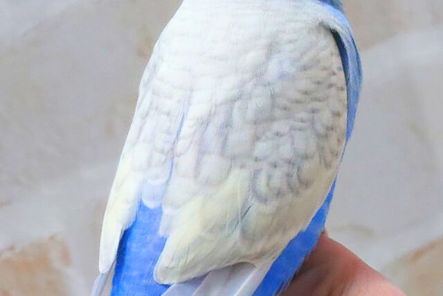 最新画像になります☆まったりがお好きっ✨✨ セキセイインコ(パステルレインボースパングル) セキセイインコ