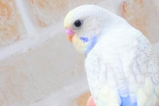 最新画像になります☆まったりがお好きっ✨✨ セキセイインコ(パステルレインボースパングル) セキセイインコ