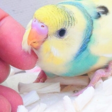 華々からー♫♫　セキセイインコ　レインボーパイド〜〜