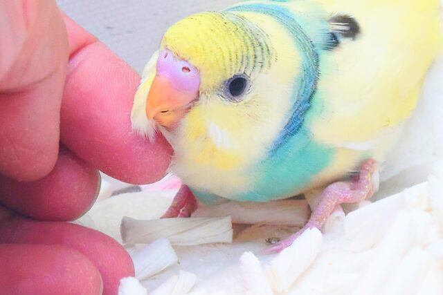 華々からー♫♫　セキセイインコ　レインボーパイド〜〜