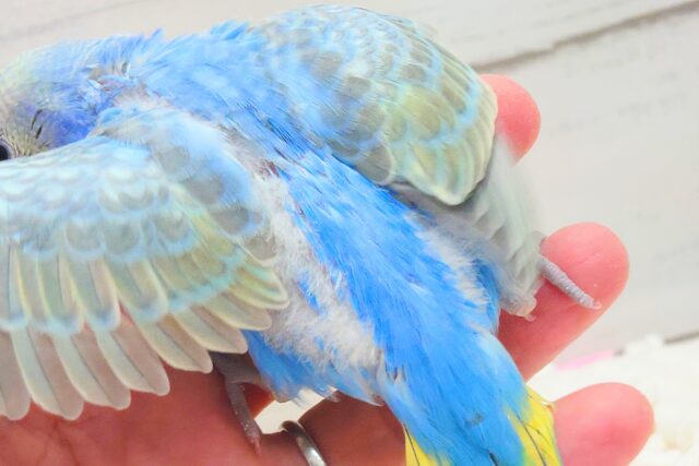 セキセイインコ