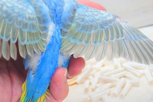 セキセイインコ