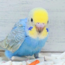 とっしん、突進～～　ちゃんとうけとめてねっ♬　セキセイインコ　レインボー～～