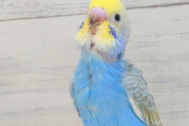 セキセイインコ