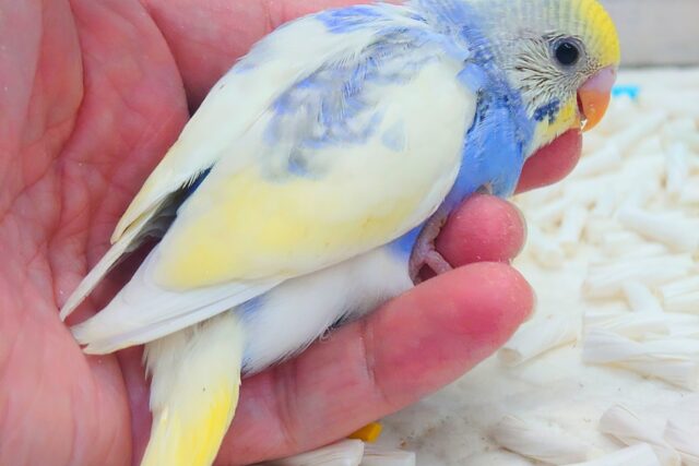 セキセイインコ