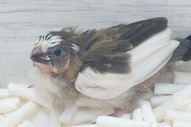 十姉妹（ジュウシマツ）