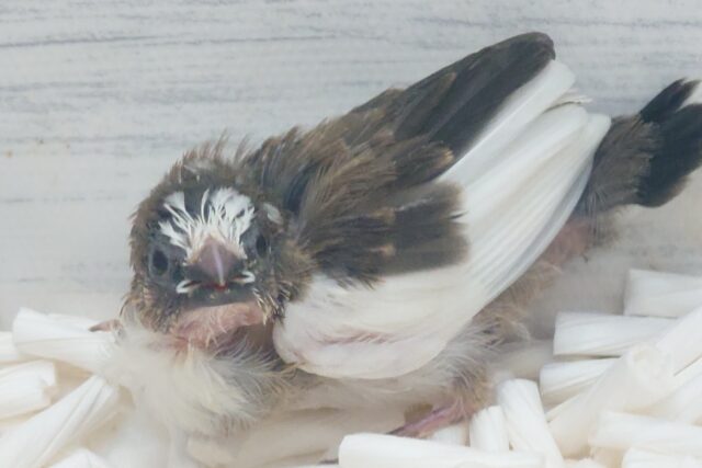 十姉妹（ジュウシマツ）