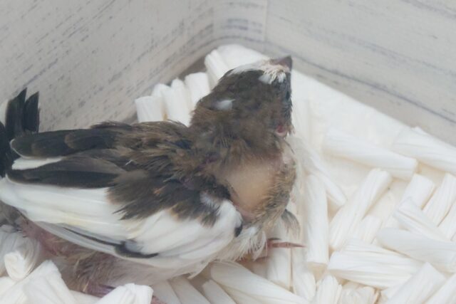 十姉妹（ジュウシマツ）