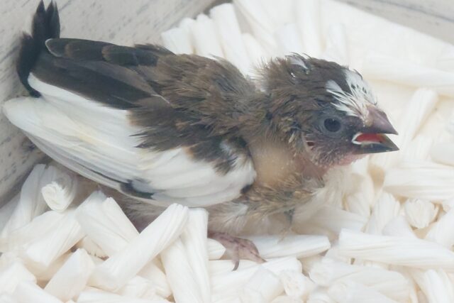 十姉妹（ジュウシマツ）