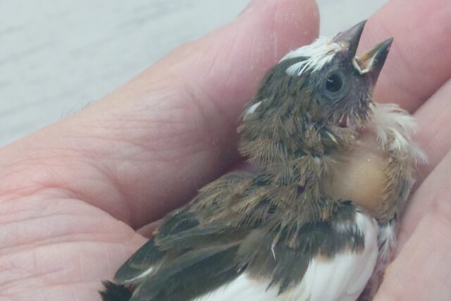 十姉妹（ジュウシマツ）