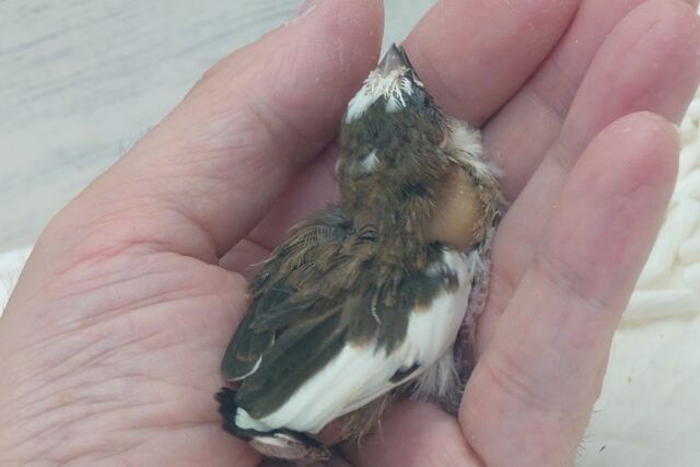 十姉妹（ジュウシマツ）