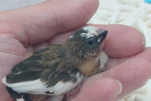 十姉妹（ジュウシマツ）